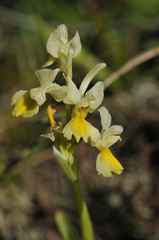 Orchis pauciflora