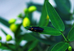 Adurgoa gonagra
