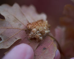 Andricus tubifaciens