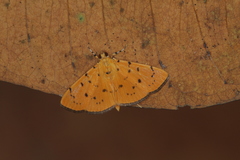 Phaedropsis
