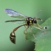 Hover Wasps - Photo (c) marcelfinlay, some rights reserved (CC BY-NC), uploaded by marcelfinlay