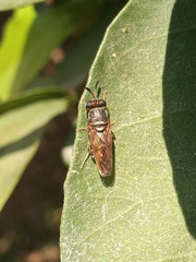 Hermetia chrysopila