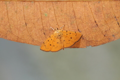 Phaedropsis