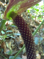 Anthurium ranchoanum