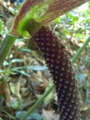 Anthurium ranchoanum
