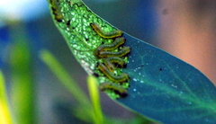 Adurgoa gonagra