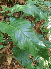 Anthurium ranchoanum