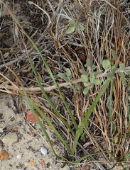 Trachyandra revoluta