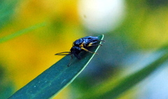 Adurgoa gonagra