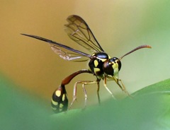 Eustenogaster micans