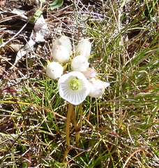 Gentianella muelleriana alpestris