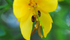 Sennius lateapicalis