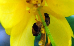 Sennius lateapicalis