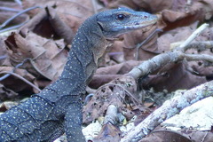 Varanus jobiensis