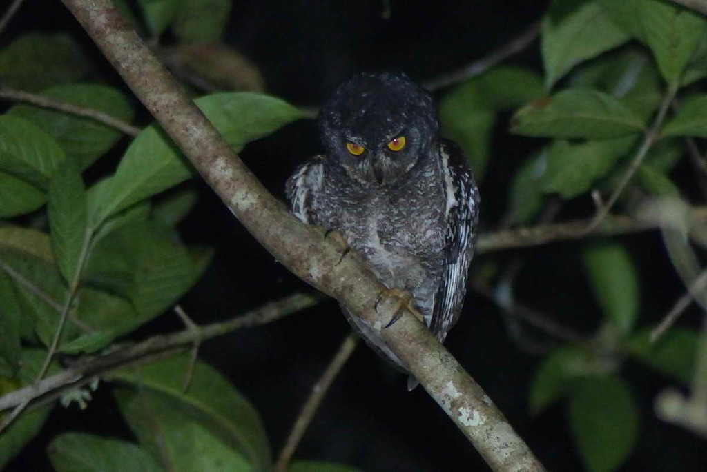 Biak Scops Owl