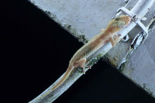 Hemidactylus frenatus observed 2017-10-07