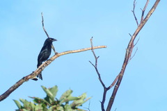 Dicrurus bracteatus carbonarius