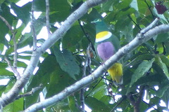 Ptilinopus speciosus