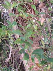 Ficus microcarpa
