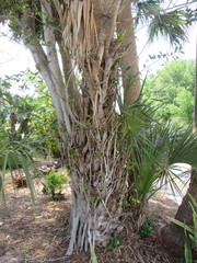 Ficus microcarpa