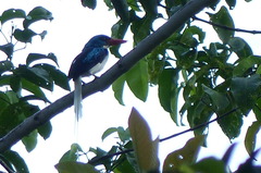 Tanysiptera riedelii