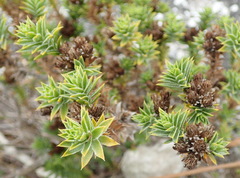 Oedera steyniae