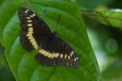 Lexias aeropa