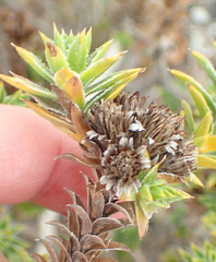 Oedera steyniae