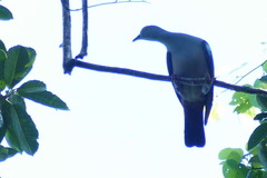 Ducula geelvinkiana