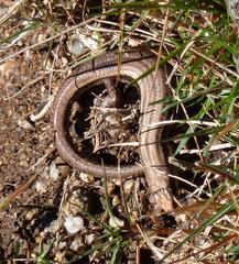 Pseudemoia entrecasteauxii