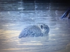 Myocastor coypus