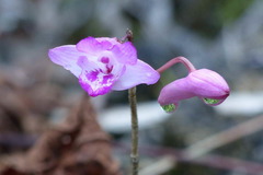 Dendrobium lancifolium