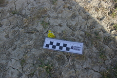 Zegris eupheme