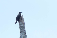 Cacomantis variolosus