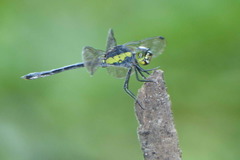 Agrionoptera longitudinalis
