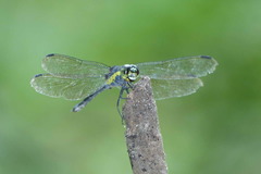 Agrionoptera longitudinalis