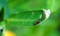 Adurgoa gonagra