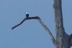 Todiramphus saurophagus