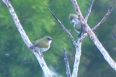 Zosterops mysorensis