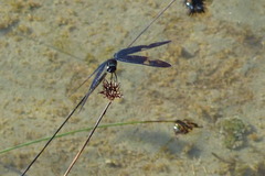 Rhyothemis regia