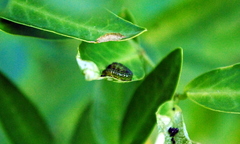 Adurgoa gonagra