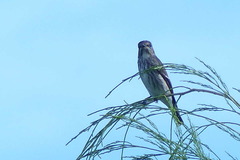 Muscicapa griseisticta