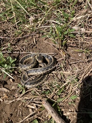 Thamnophis sirtalis
