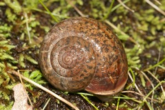 Helminthoglypta hertleini