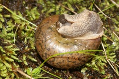 Helminthoglypta hertleini