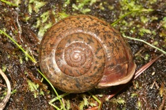 Helminthoglypta hertleini