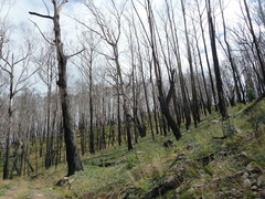 Eucalyptus delegatensis