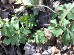 Stylophorum diphyllum