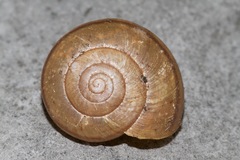 Helminthoglypta hertleini