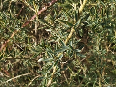 Adenocarpus hispanicus